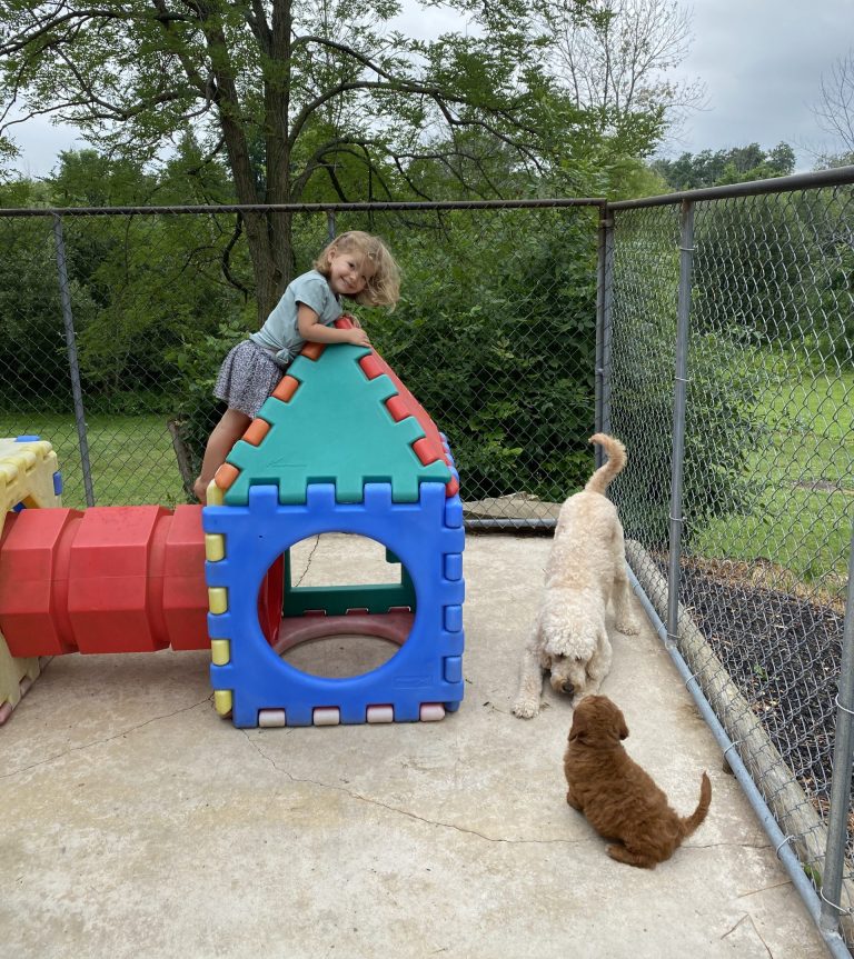 young girl climbing plastic gym structure in play yard along with adult goldendoodle playing with red goldendoodle puppy.