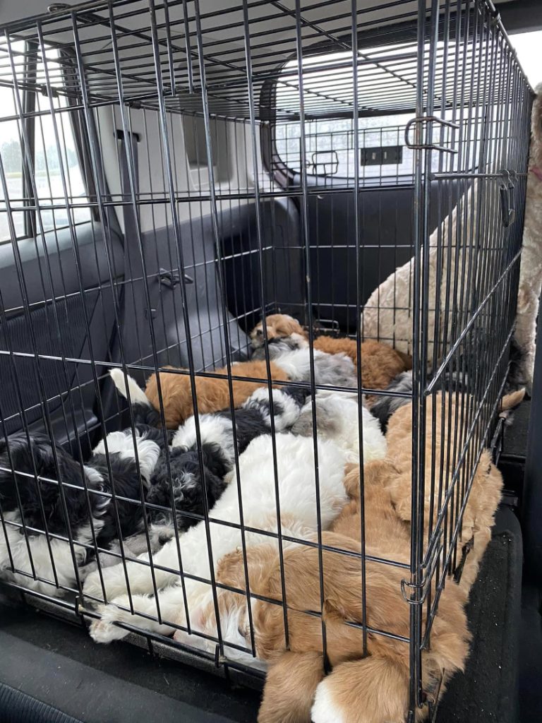 Sleeping multicolor Goldendoodle puppies in crate in car.