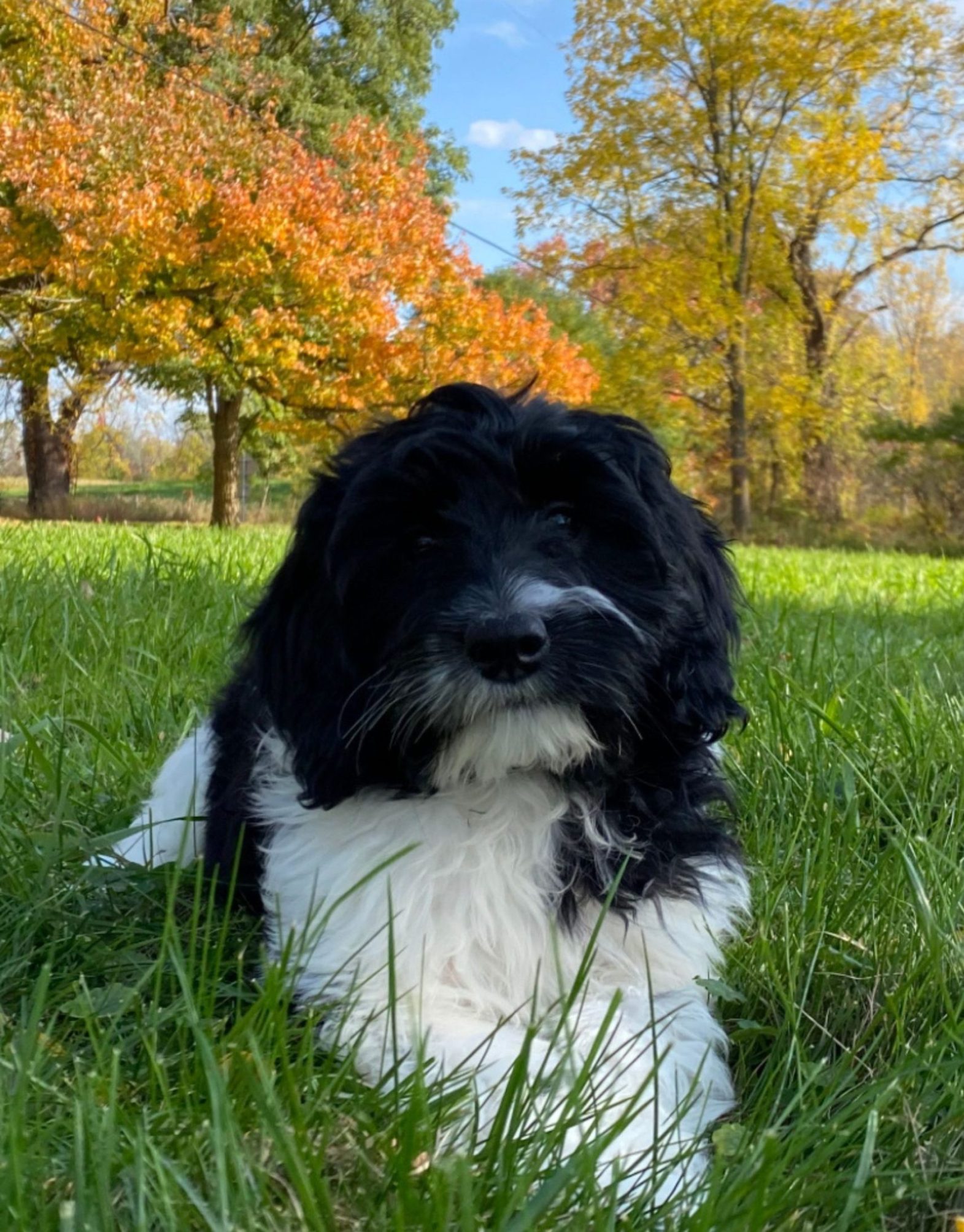 Black and white Goldendoodle puppy sitting in grass surrounded by colorful fall foliage.
