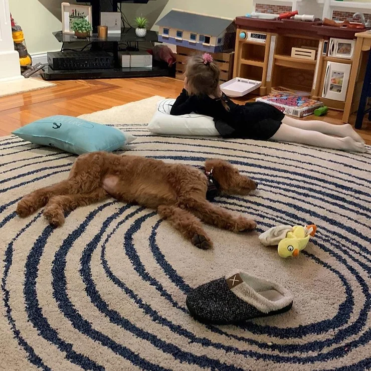 Red goldendoodle puppy sprawled out on rug with young girl nearby.