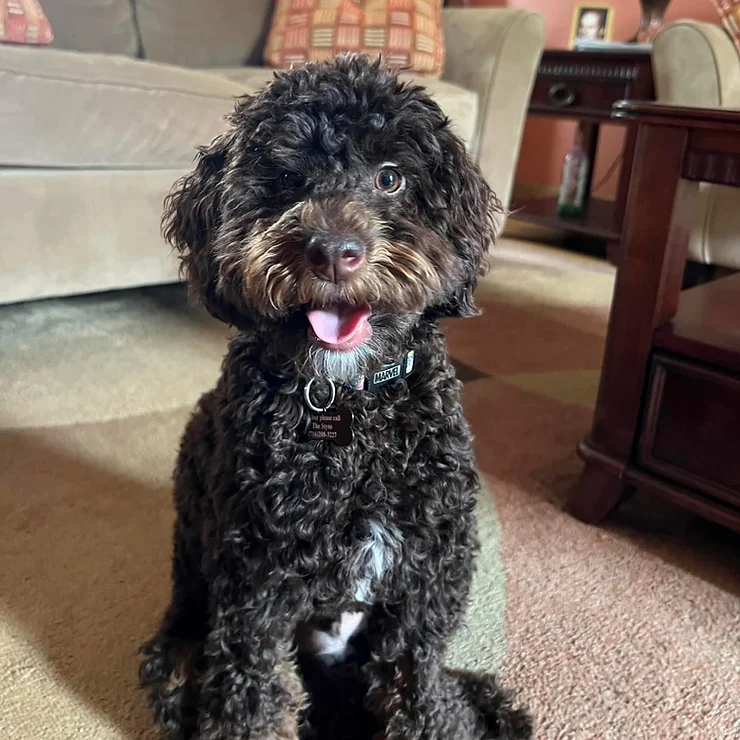 MILO BY COUCH