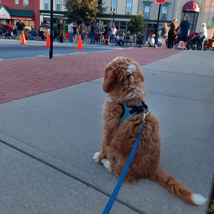 red and white goldendoodle puppy on leash sitting on sidewalk watching parade in town.