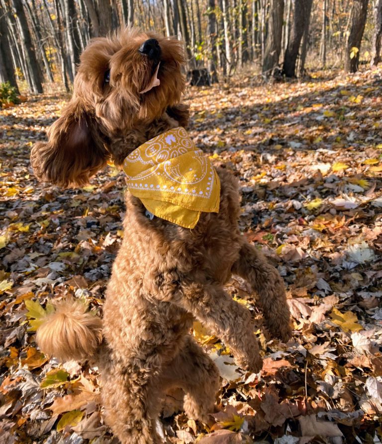 red goldendoodle jumps up with leaf in her mouth while wearing a gold neckerchief surrounded by fallen leaves in the woods.