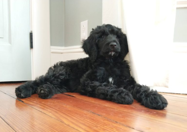 Young, loose coated fluffy standard black and white poodle on hardwood floor in pretty room.