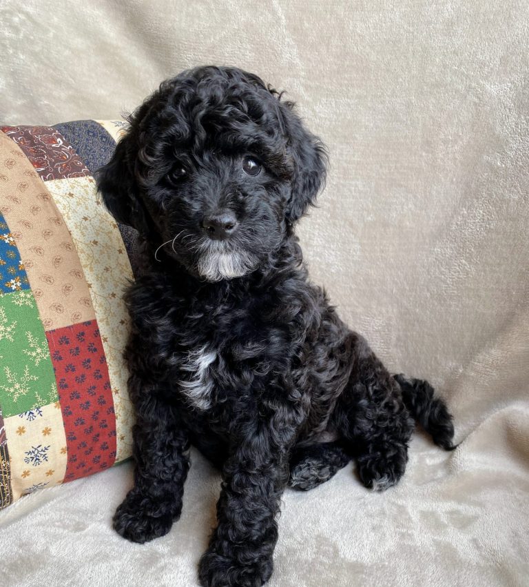 Marcy 7 wk