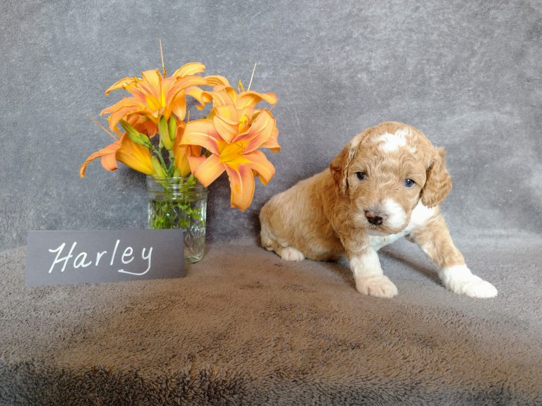 Harley/Samurai, male