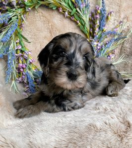 Black and gray/silver and white merle goldendoodle puppy at 5 weeks in front of a wreath seated on blanket