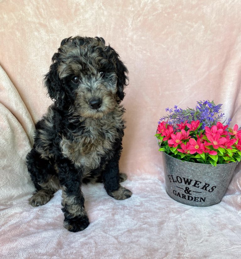 curly black and gray female puppy sitting beside flowers