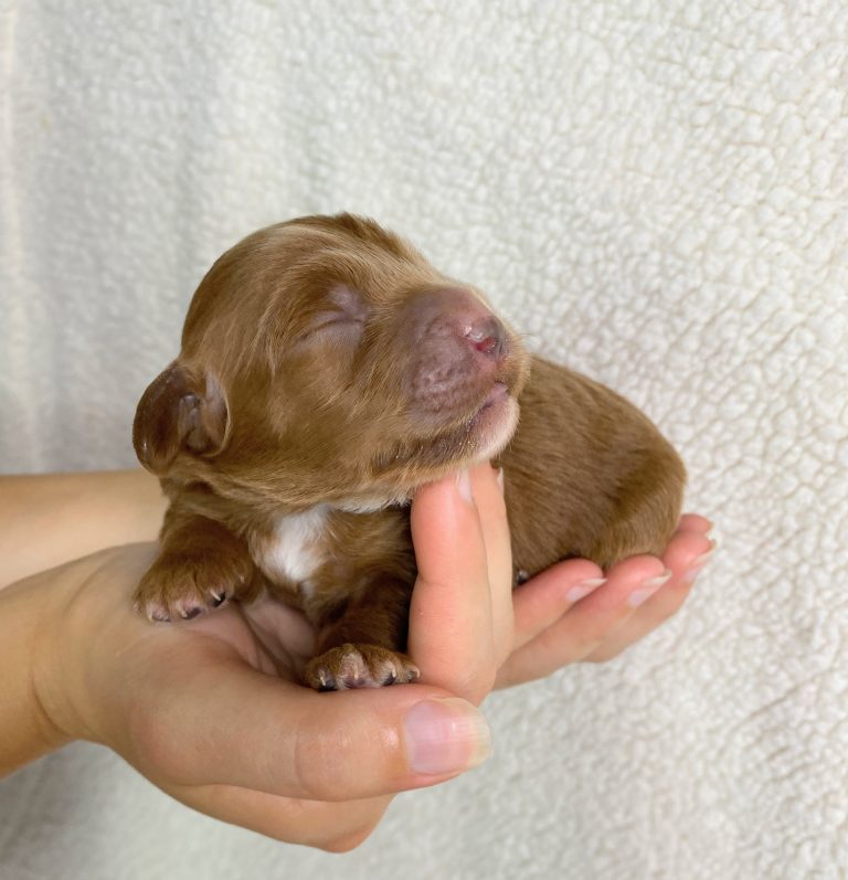 Fiona 4 days old 2-3