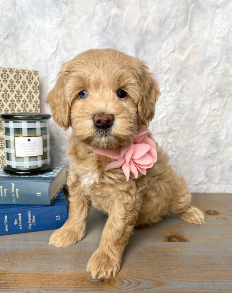 female tan abstract petite mini Goldendoodle puppy with pink bow