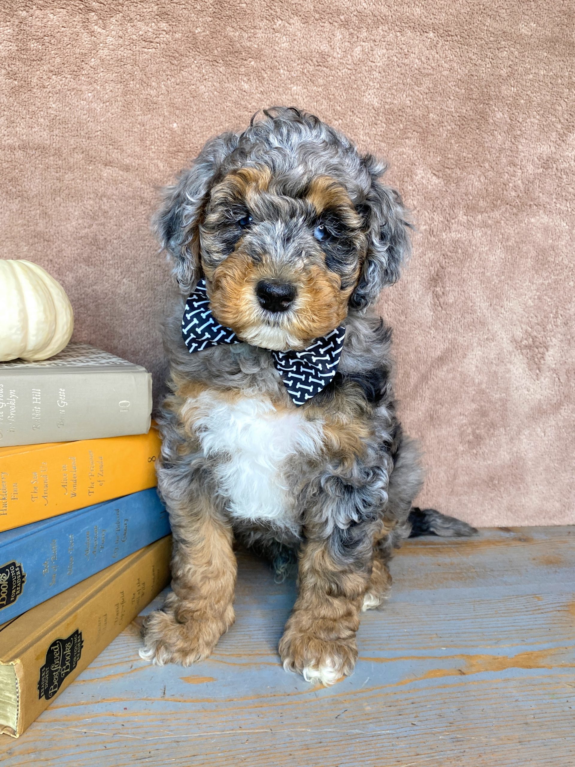 blue merle phantom petite mini Goldendoodle puppy for sale NY Dandy Doodles