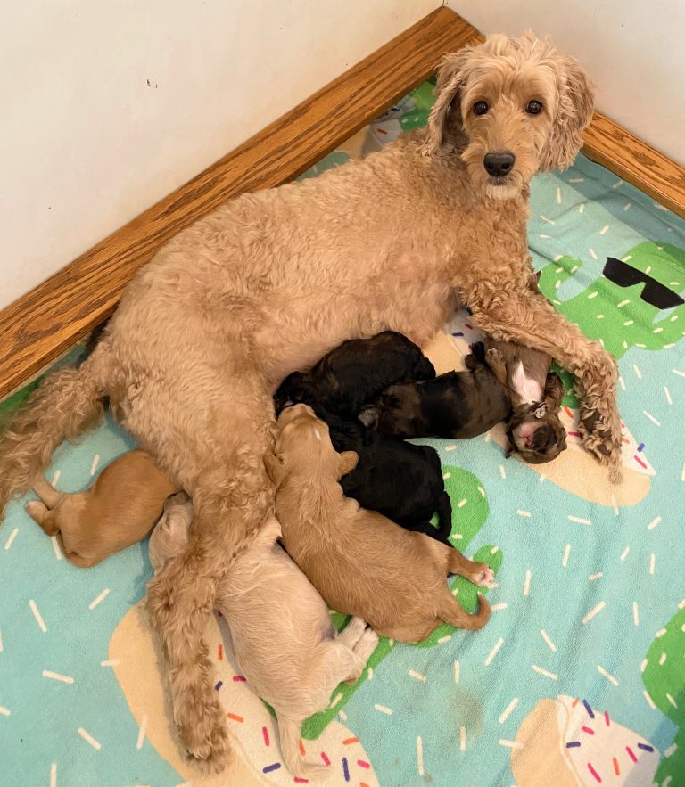 Tia w: pups early 2023
