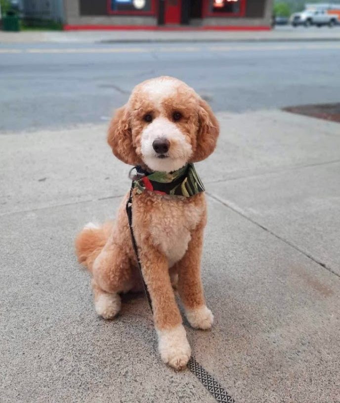 Apricot/Red Tuxedo NY Dandy Doodles