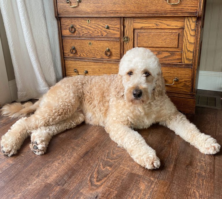 Izzy F1 Goldendoodle NY Dandy Doodles
