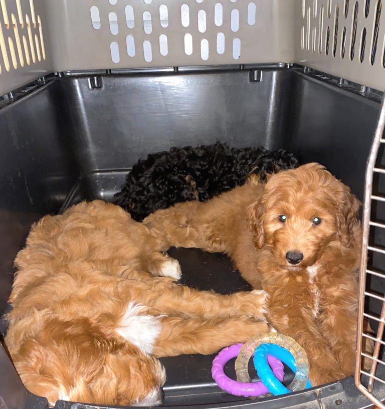 Mac, Mookie, Fiona in crate
