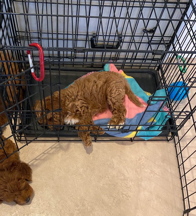 Merida in crate