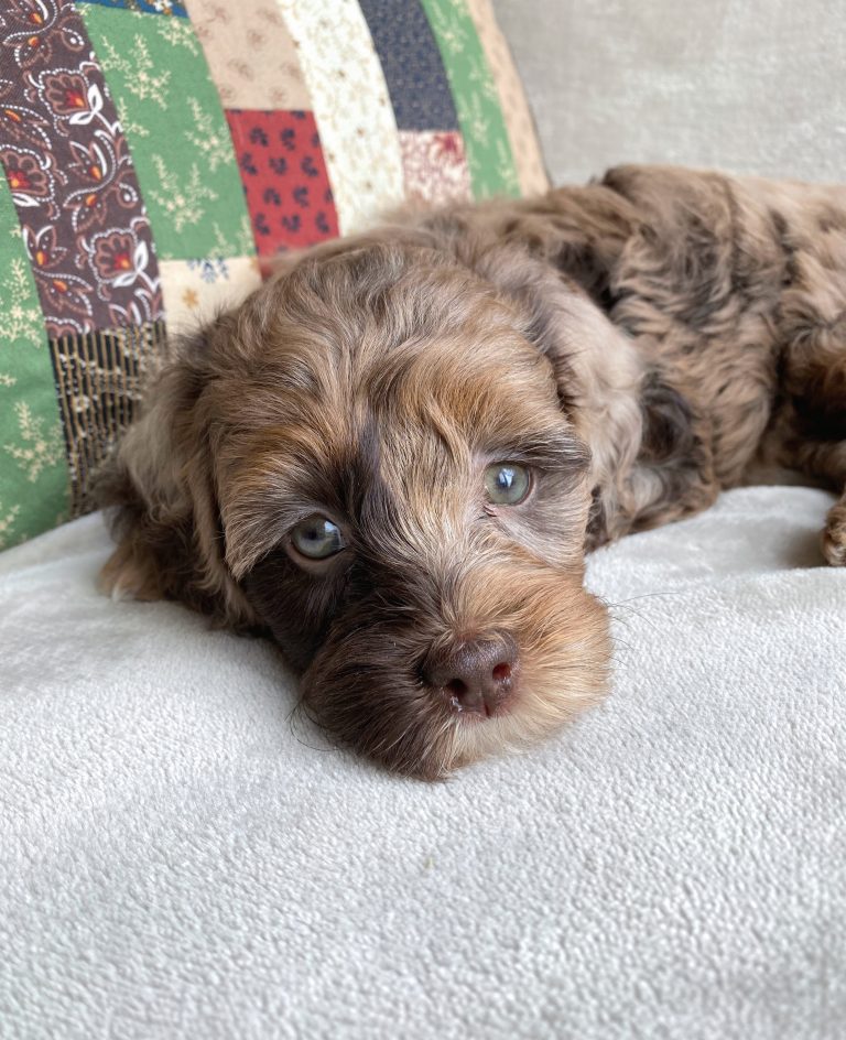 Chocolate Merle Phantom Goldendoodle puppy with green eyes NY Dandy Doodles