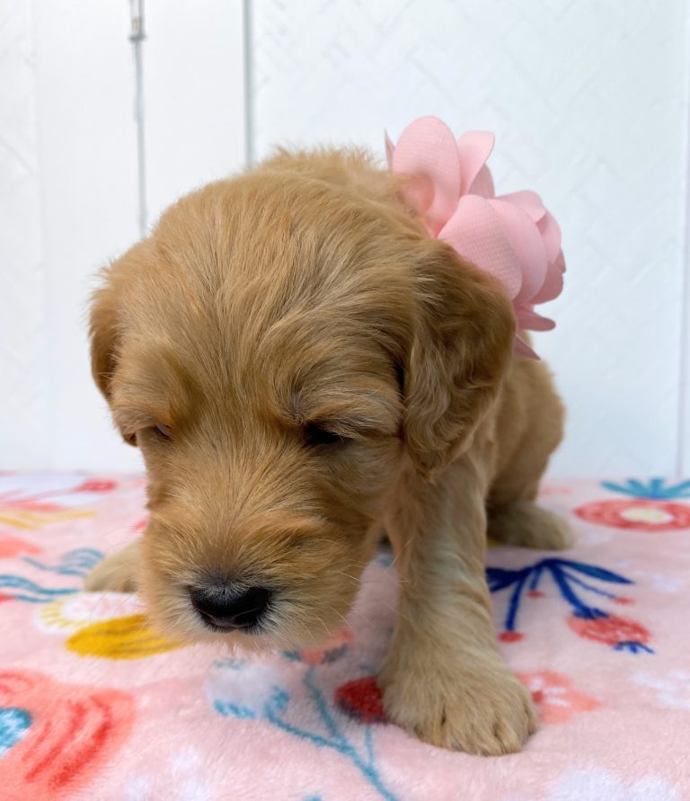 Chevelle 4 wks 3-3
