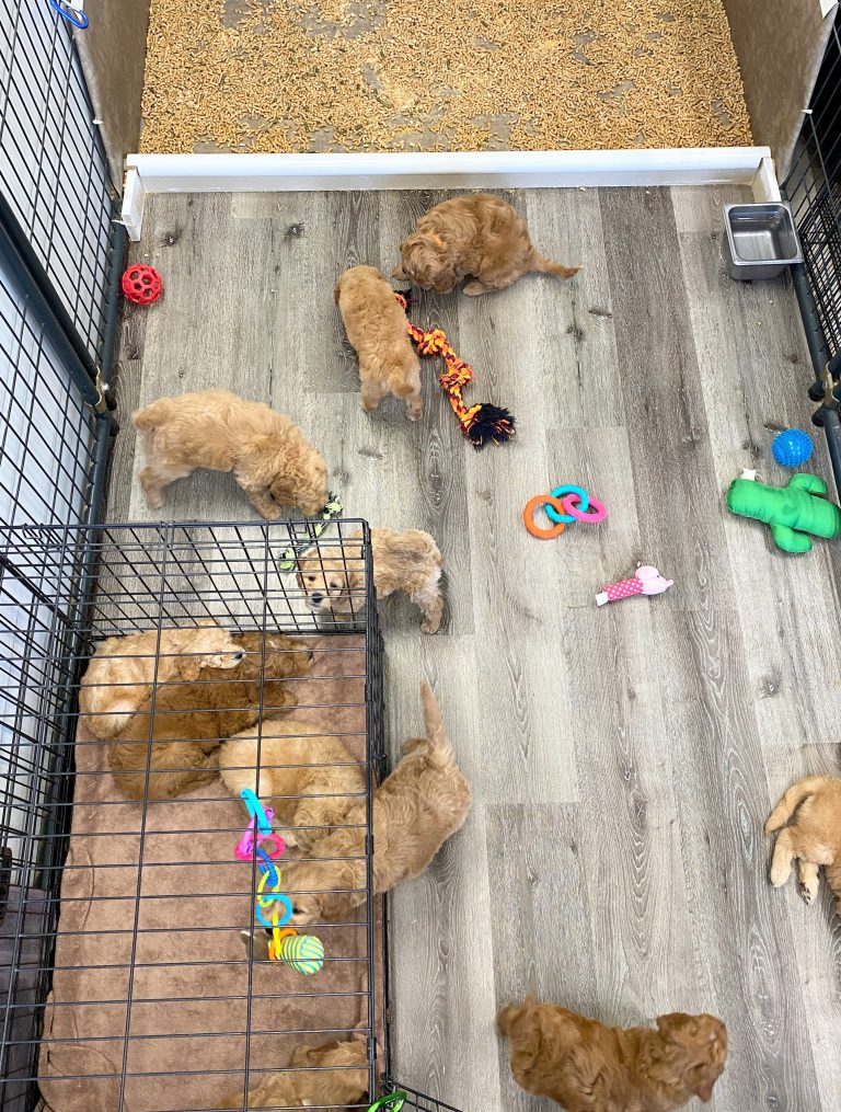 Puppy kennel box crate Izzy pups