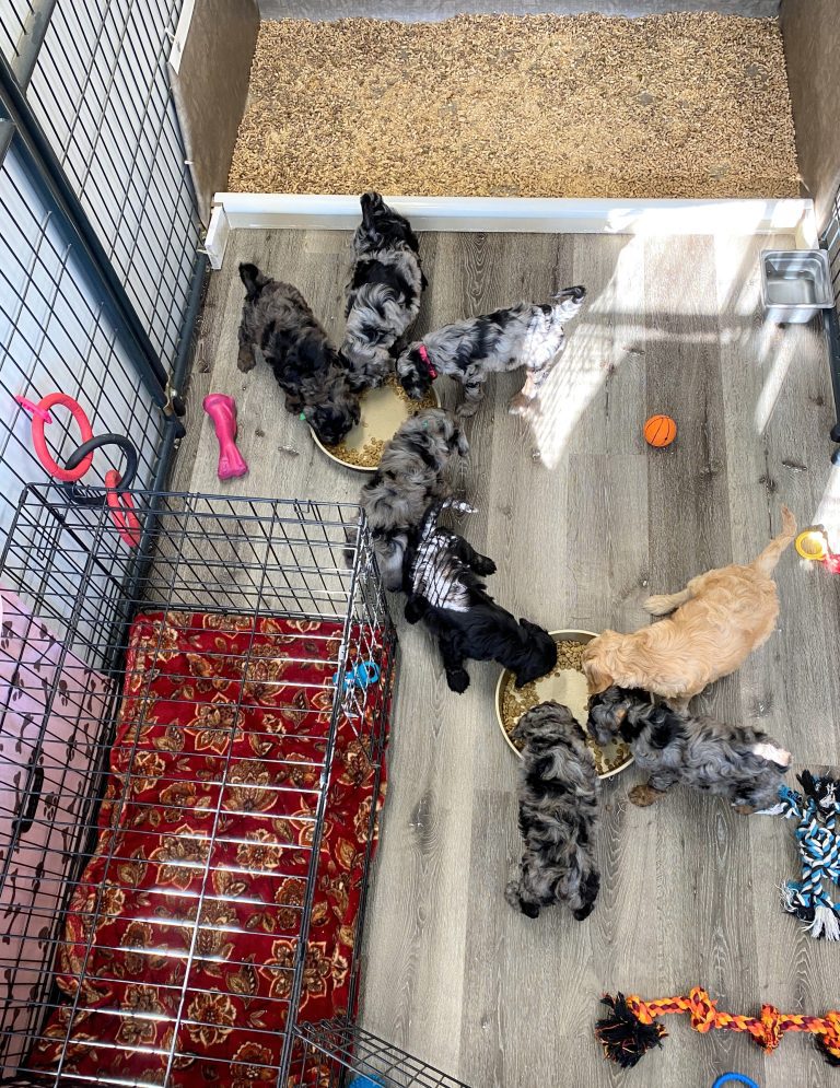 Kora pups pen 1-3 24