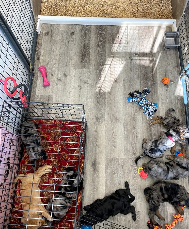 Kora pups pen 3-3 24