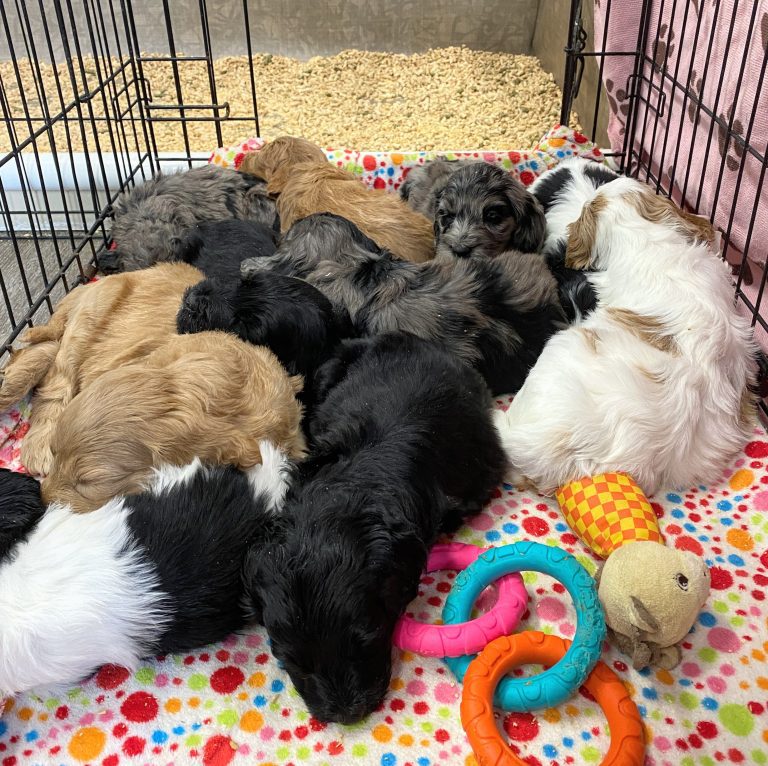 Salsa pups litter box crate pen 3-3 24