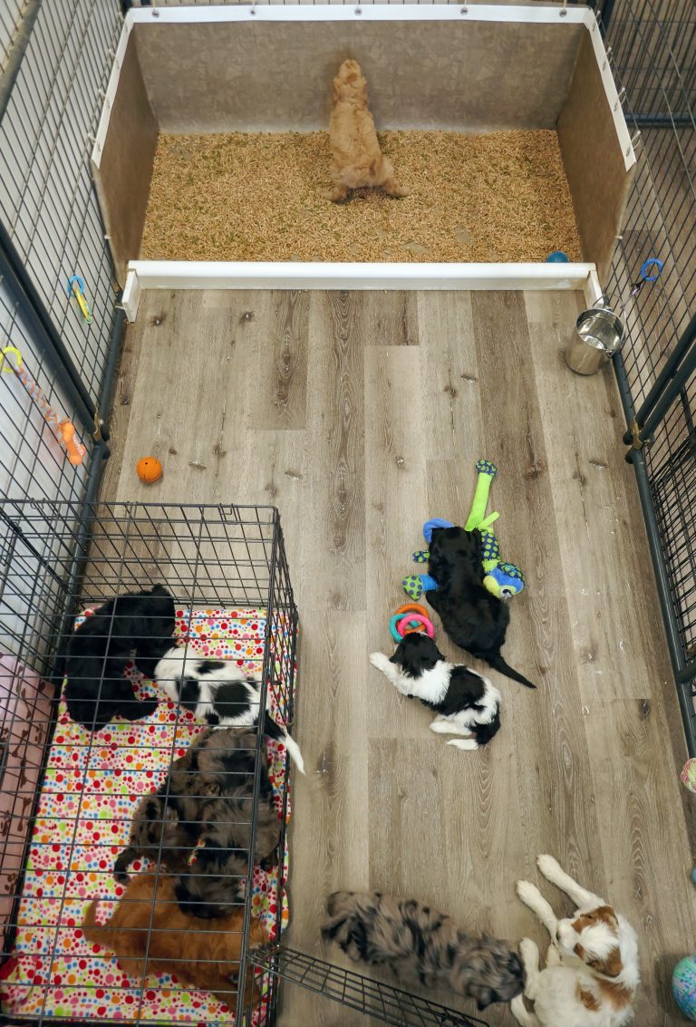 Salsa pups pen:litter box:crate 1-2 24