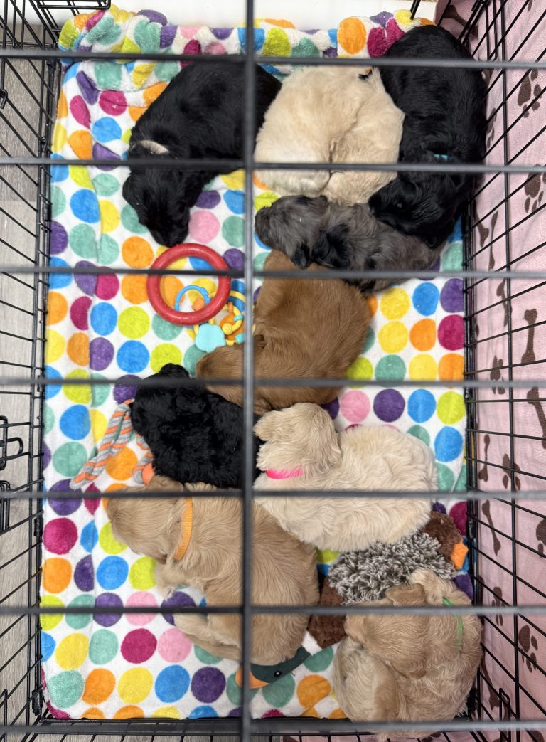 Izzy pups kennel pen litter box crate 2-2 24