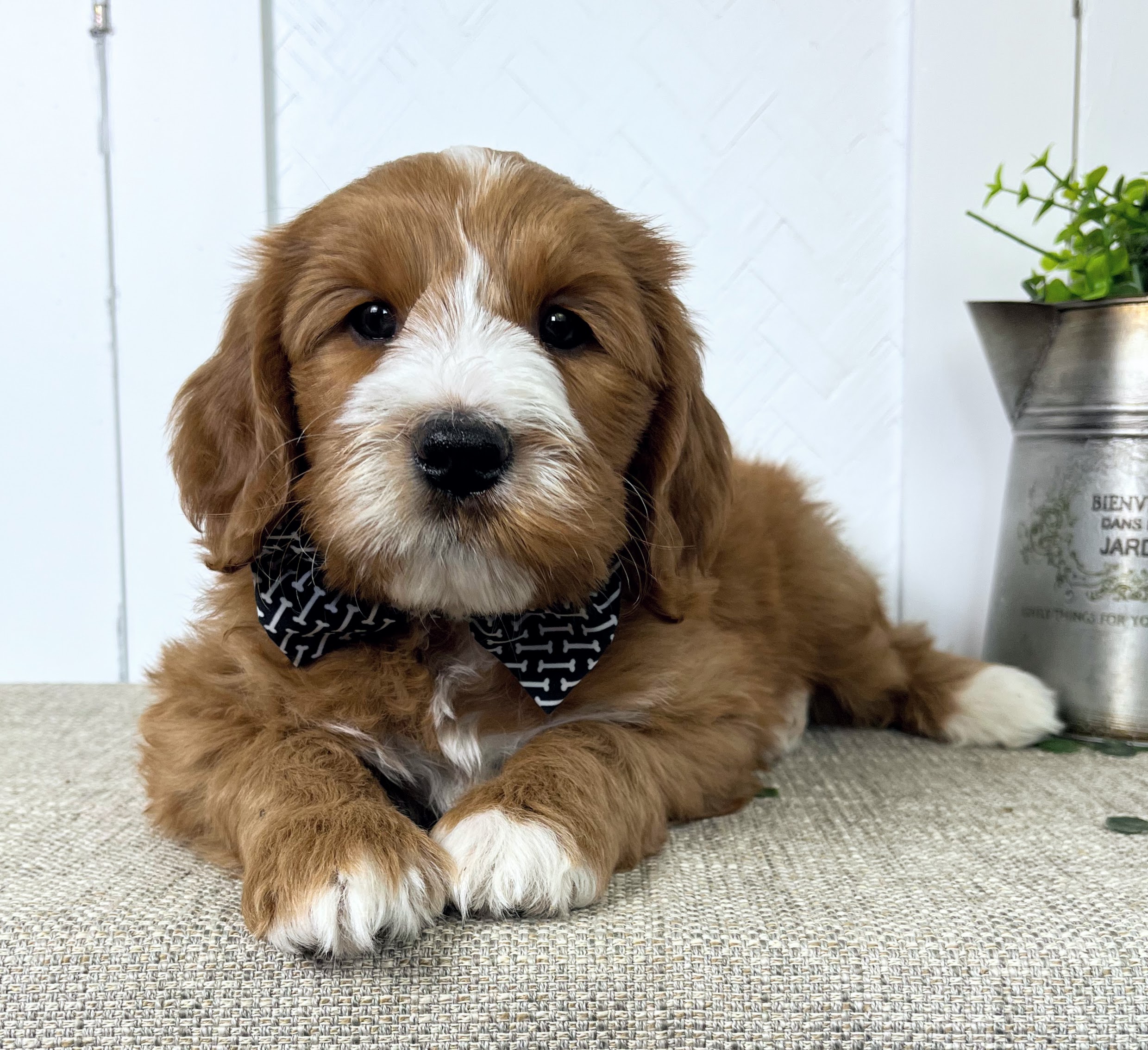 Red Tuxedo Goldendoodle puppy from NY Dandy Doodles