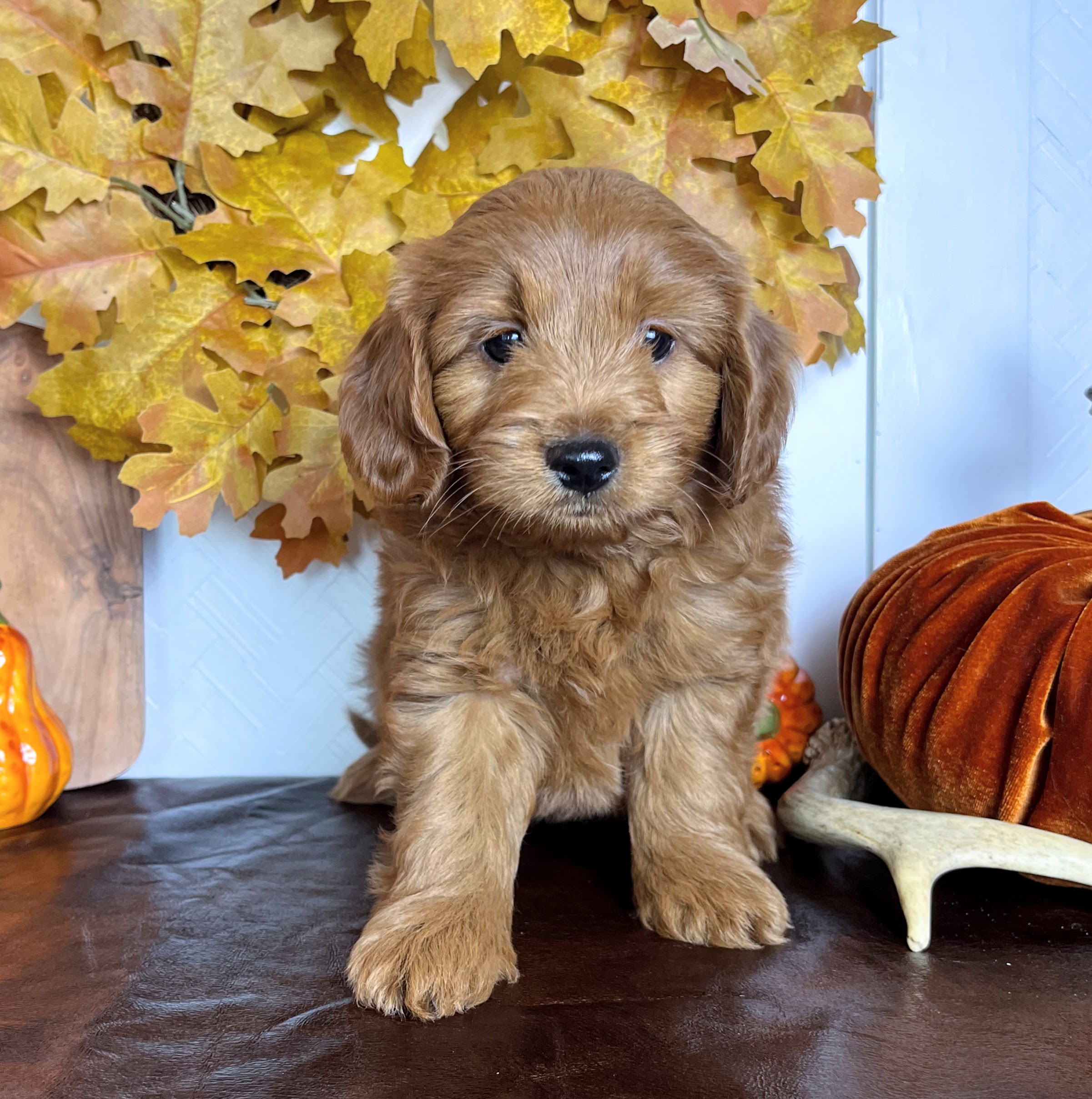 Red Micro Goldendoodle puppy NY Dandy Doodles