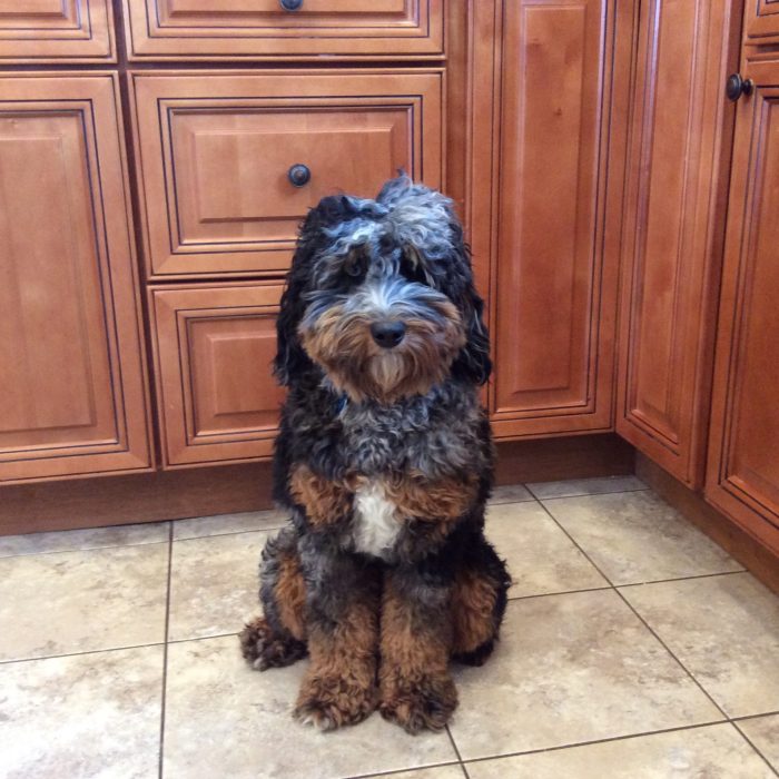 Full coated quad color merle mini Goldendoodle male sitting in front of kitchen cabinets on tile floor.